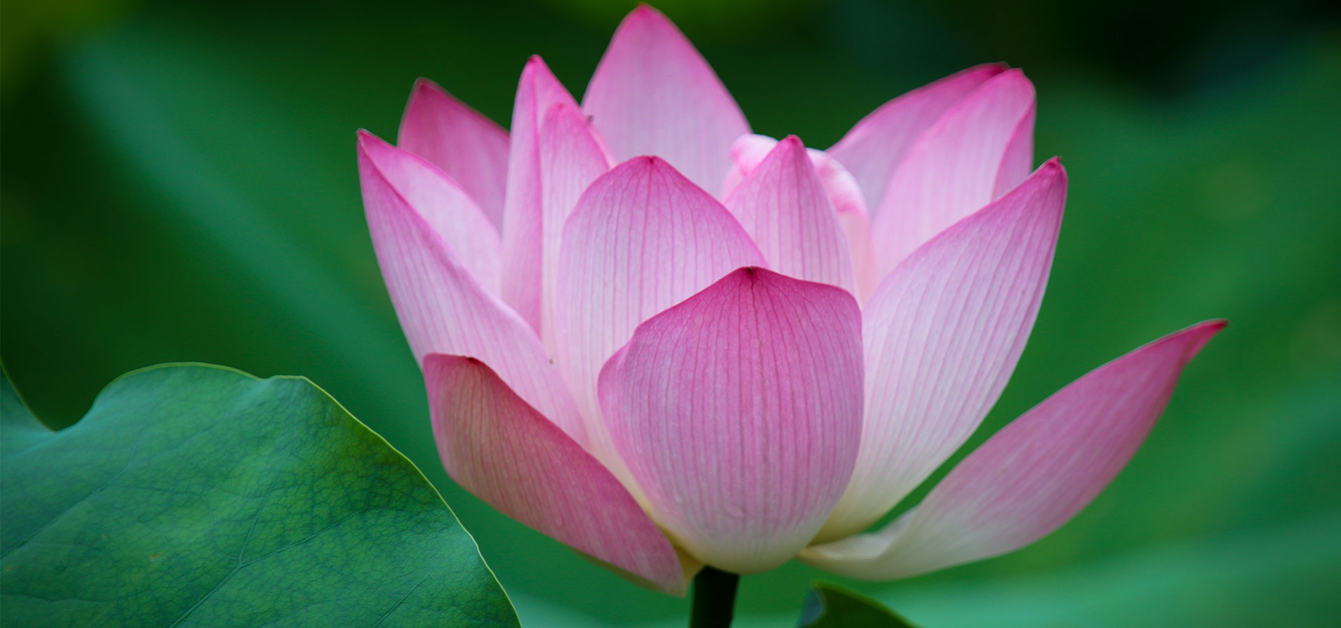 Lotus flower